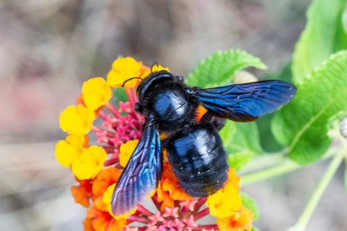 Xylocopa violacea